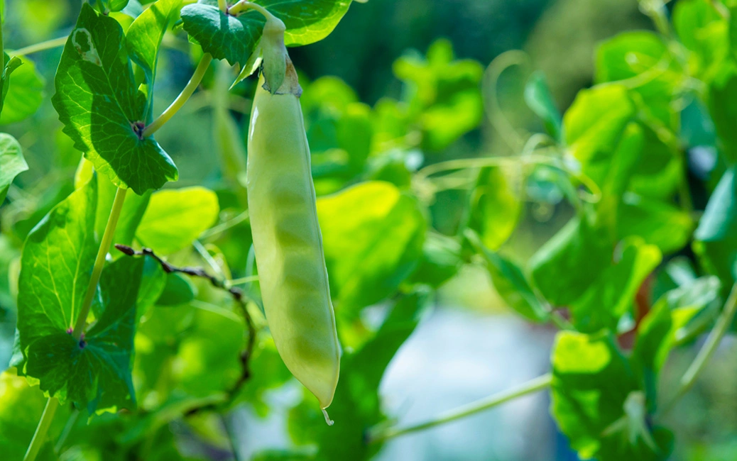 Hülsenfrüchte (sog. Leguminosen)