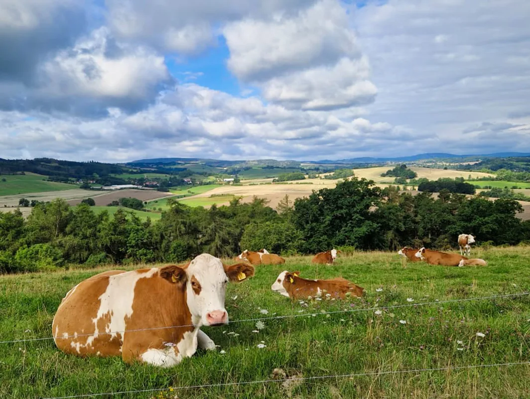 Merkmale unserer Mutterkuhhaltung: