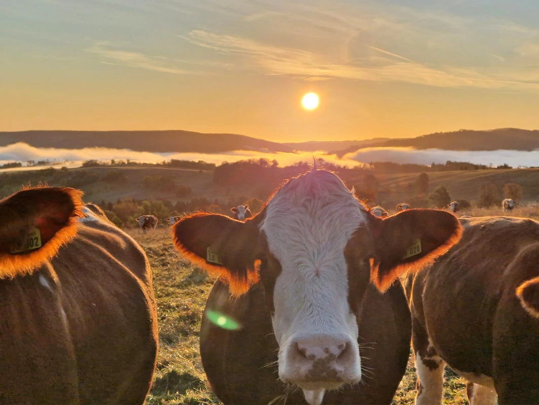 Mutterkuhhaltung – Grundlage für hochwertige Rindfleischproduktion
