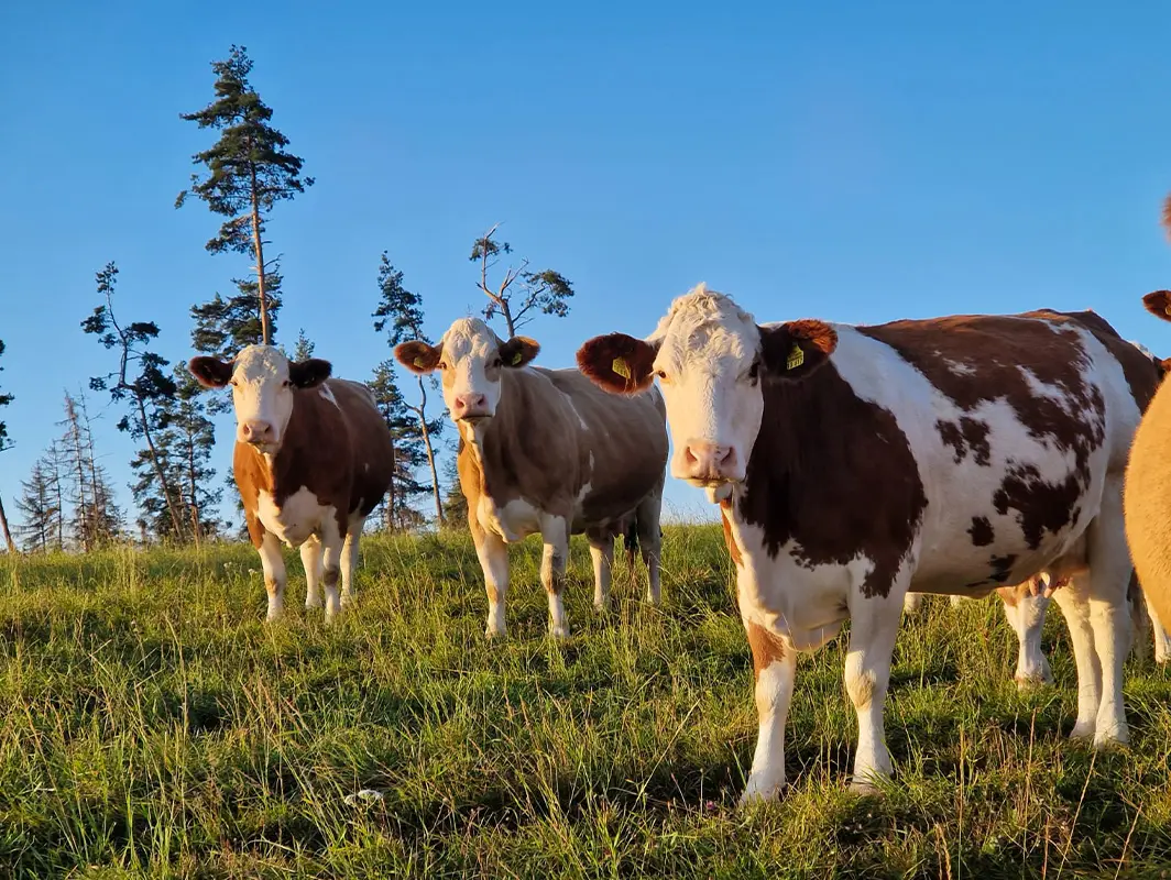 Vielfalt macht stark