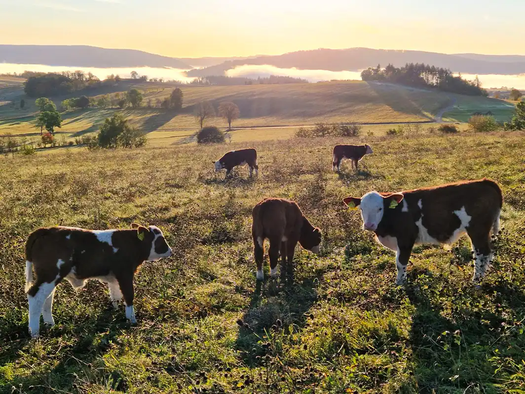 Die Z&M Viehzucht & Handels GmbH in Zahlen:
